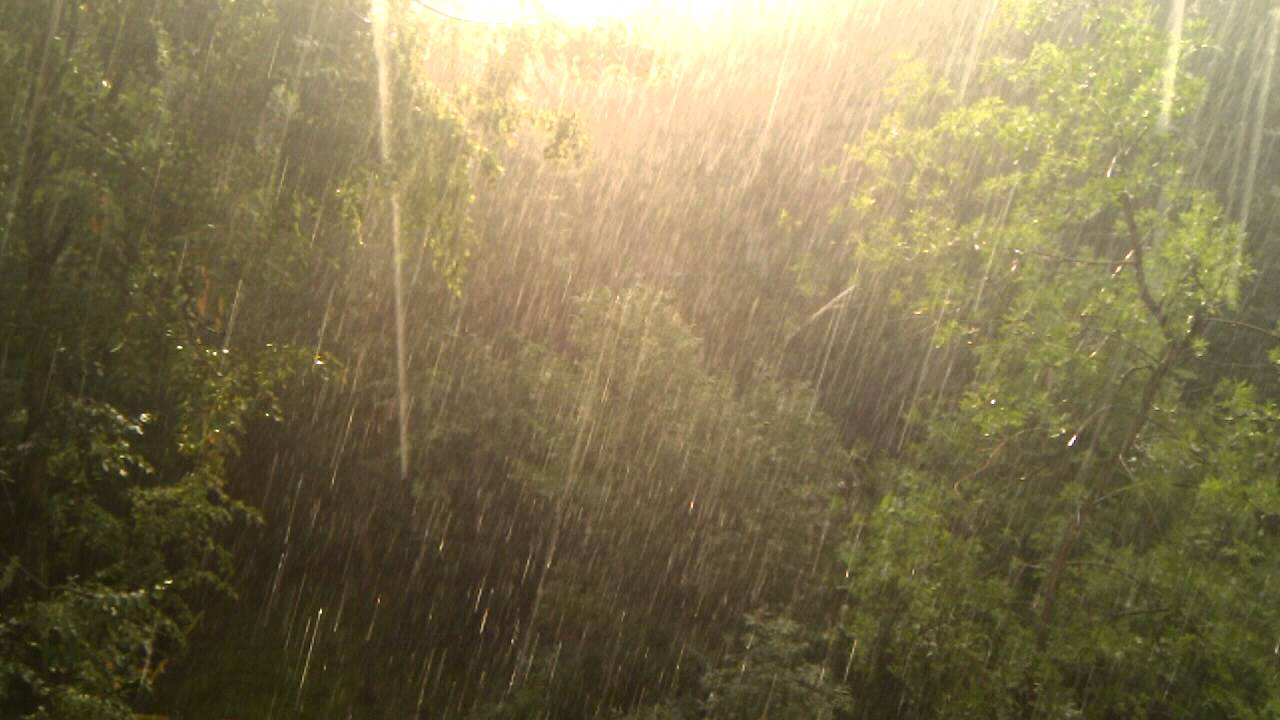 После летнего дождика луга и леса покрываются. Дождь в лесу. Солнечный грибной дождь. Ливень на Поляне. Летний грибной дождь.