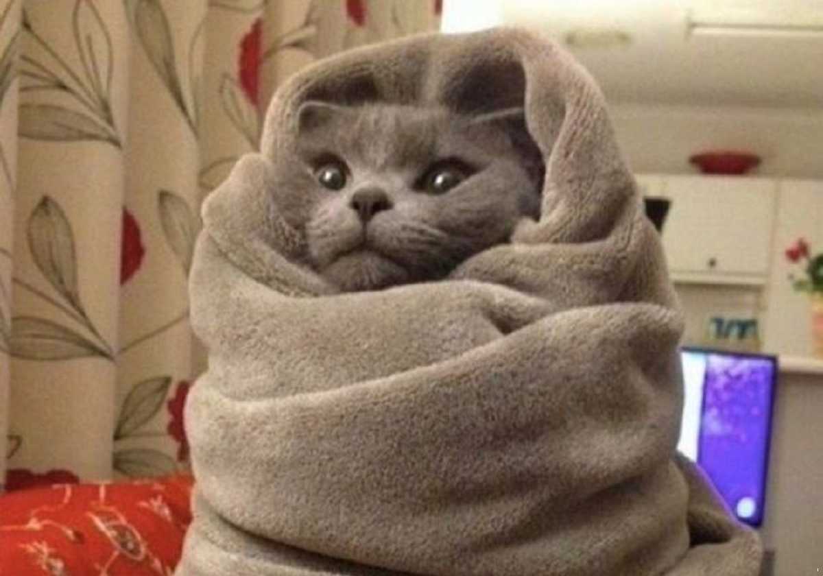 Кот укутанный в одеяло