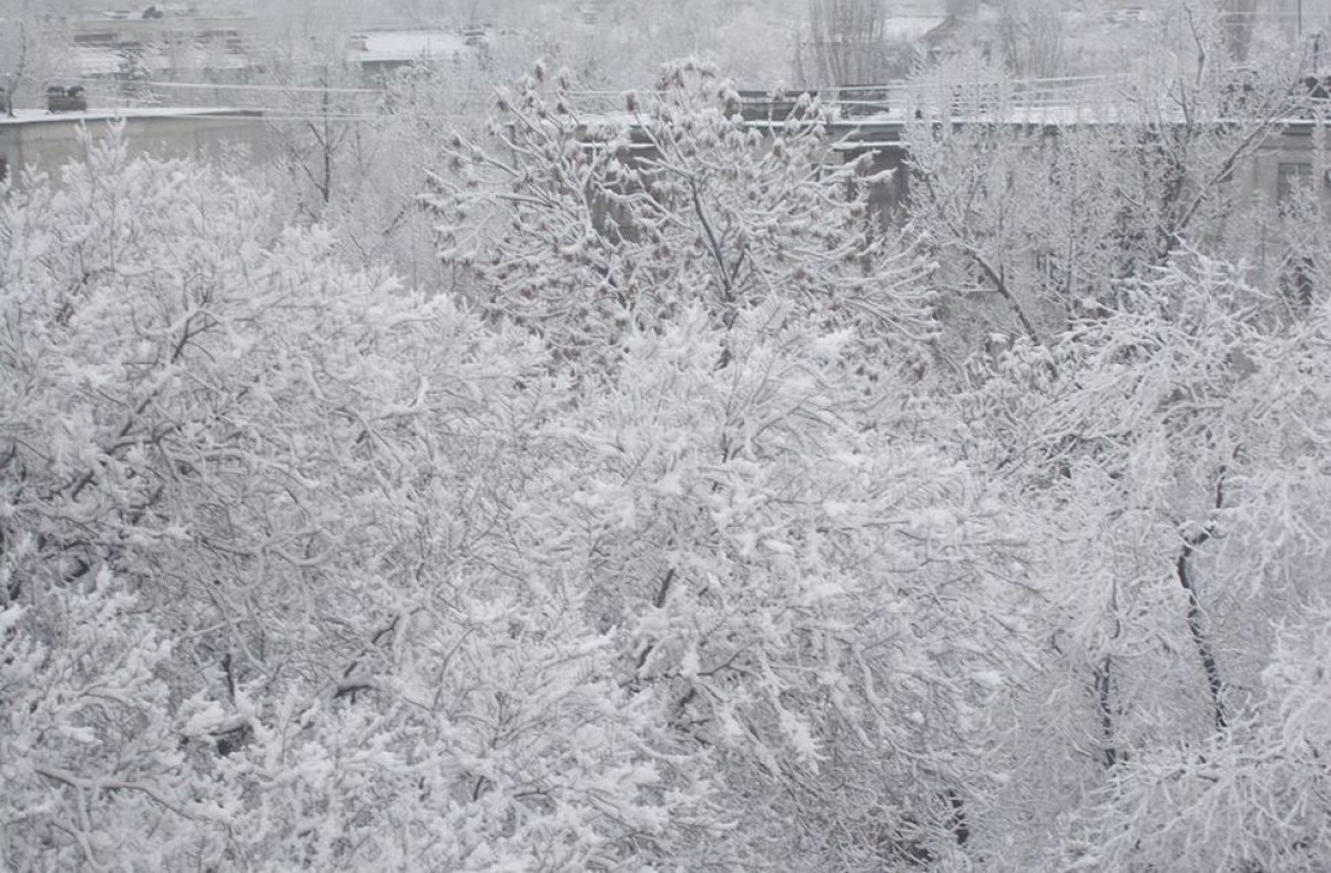 Ветка дерева из-за снега упала на голову мужчине в Алматы