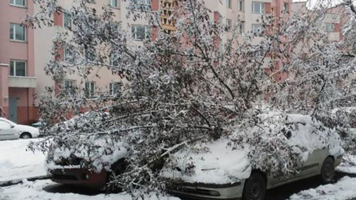 В ДЧС Алматы просят не парковать машины под деревьями