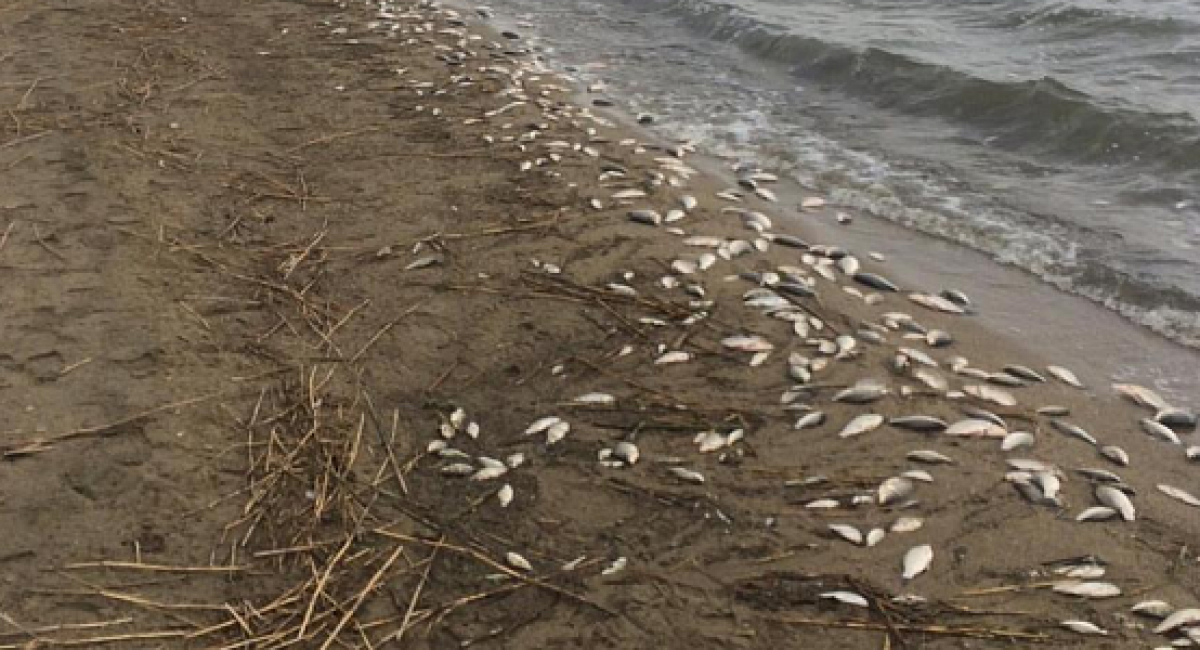 Массовая гибель рыбы произошла на озере в СКО
