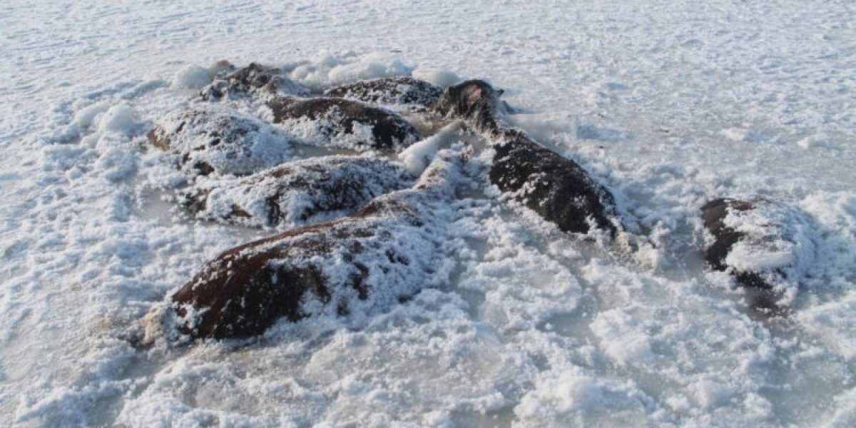 26 лошадей погибли в ледовой ловушке в Павлодарской области