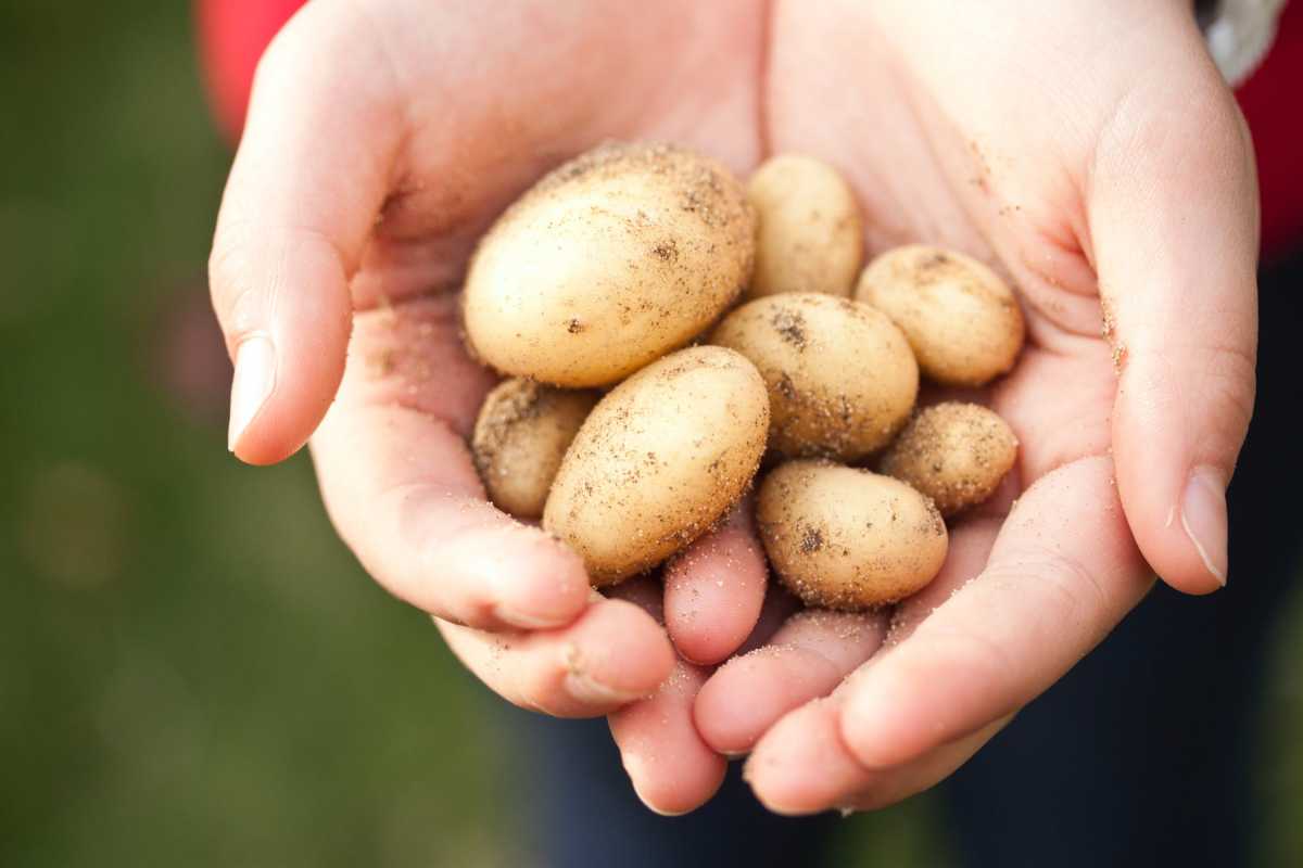 Почему взлетели цены на картофель в Казахстане, объяснил министр