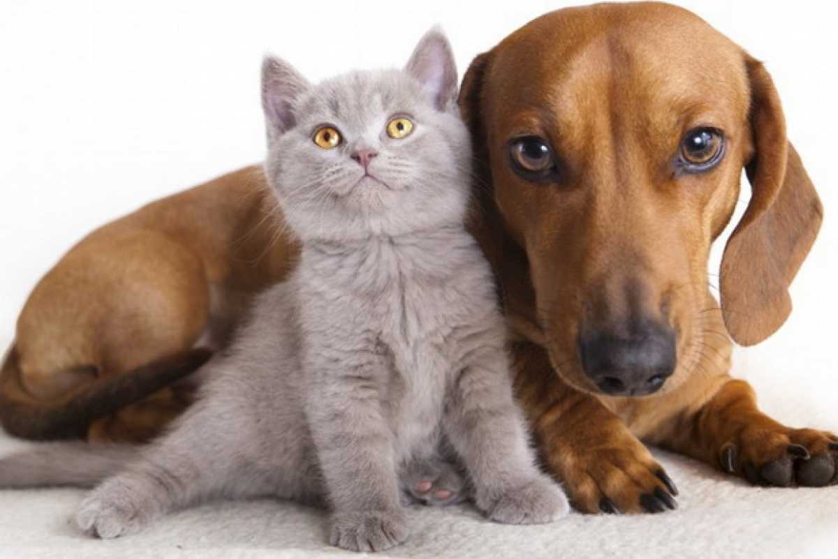 Употреблять в пищу кошек и собак запретят в Казахстане