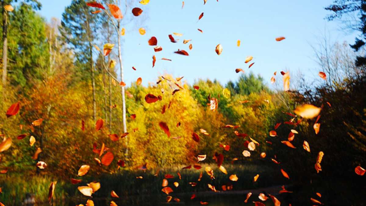 Ветер уносит листья. Иона и ФОКА Листопадная 5 октября. Падающие листья. Осень листопад. Листья кружатся в воздухе.