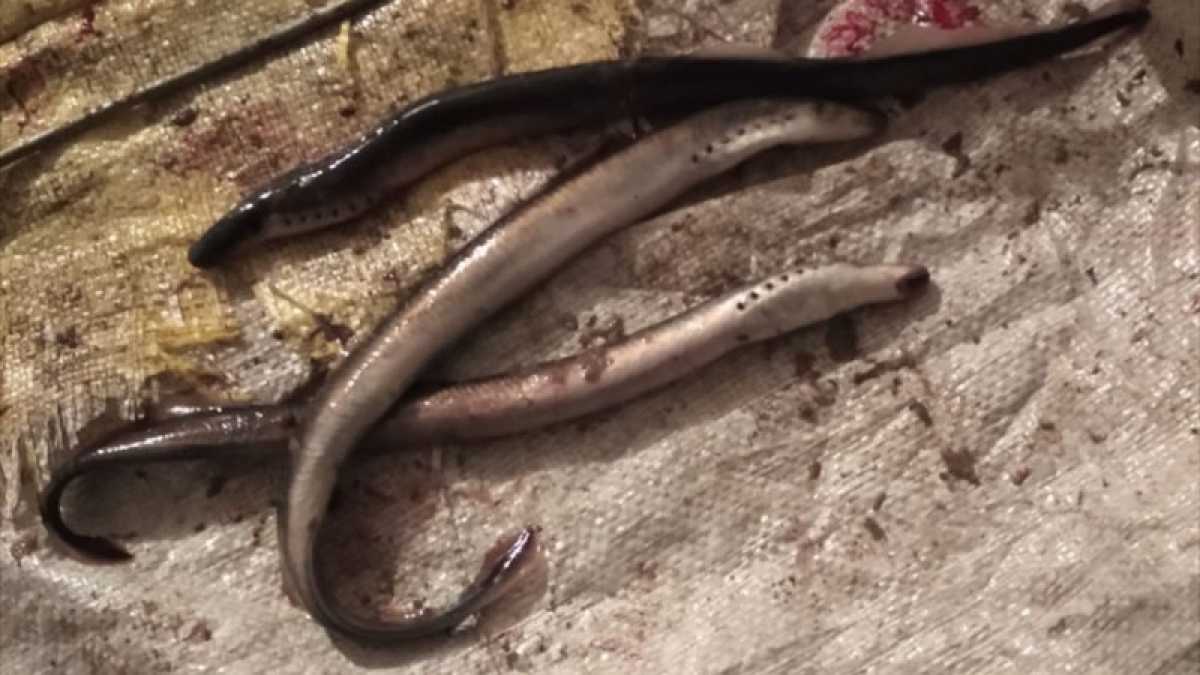 Змеевидное тело без чешуи, жуткий рот: необычную рыбу поймали в Атырауской области