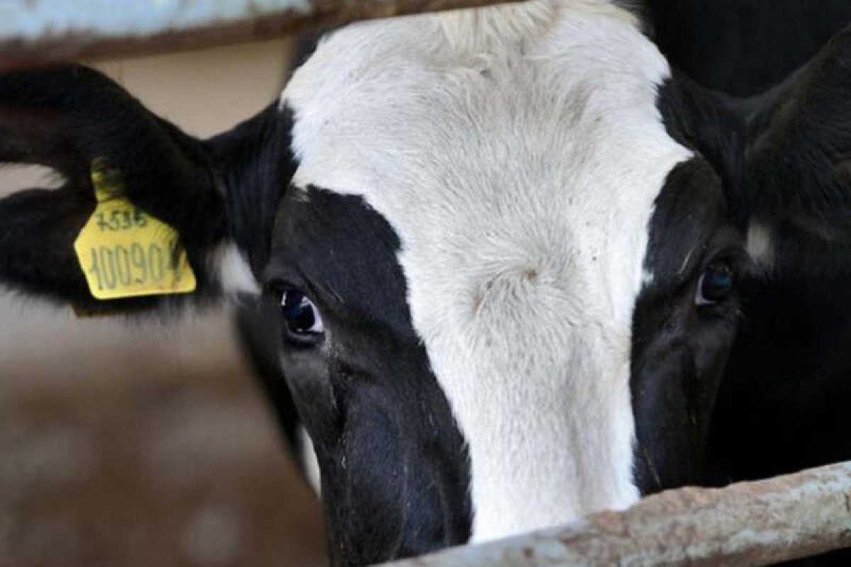 Коров на 1 млн тенге похитили у сельчанина в Жамбылской области