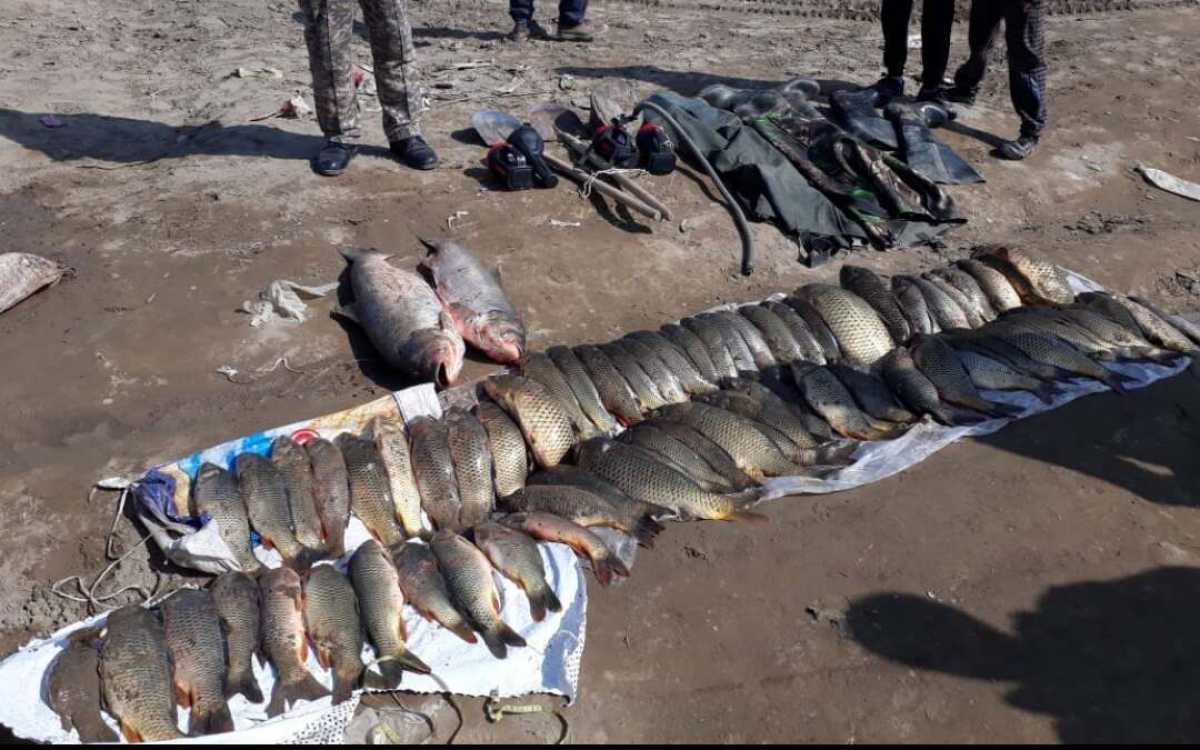 Браконьерство рыбы. Рыбы Астраханской области.