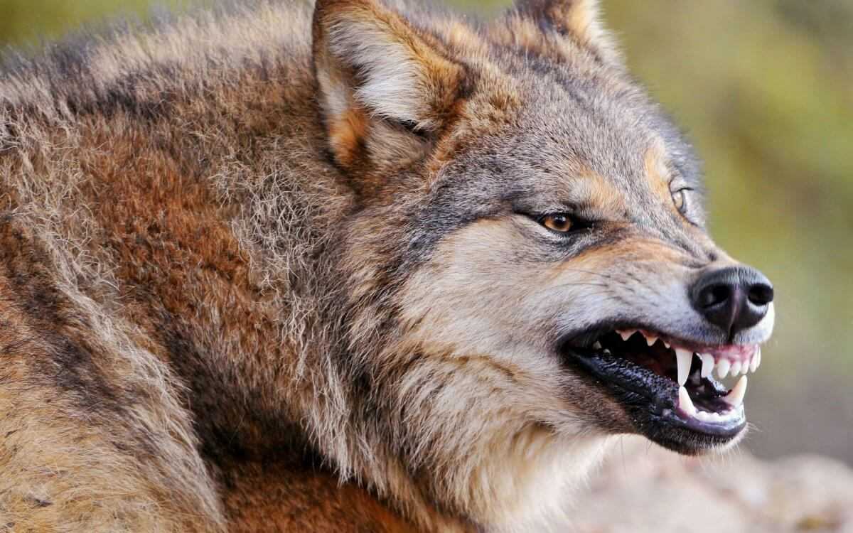 Четыре человека попали в больницу после нападения волчицы в ЗКО