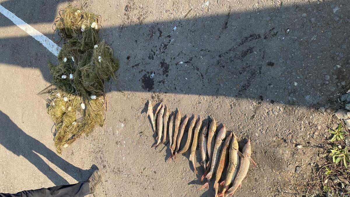15 кг рыбы осетровых пород изъяли у павлодарца