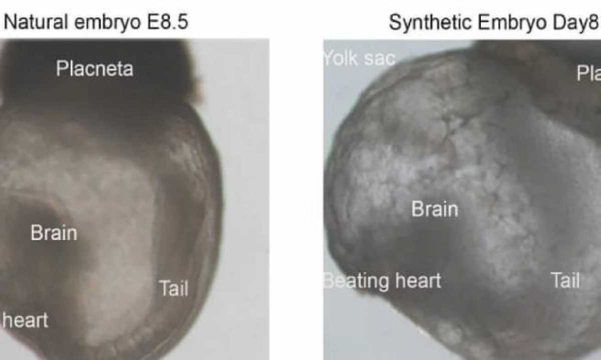 Ученые создали первые в мире искусственные эмбрионы
