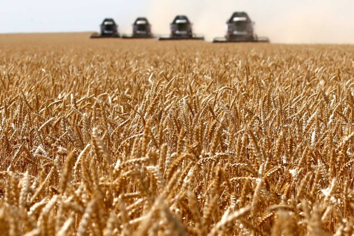 14 миллионов тонн пшеницы планируют собрать в Казахстане в этом году