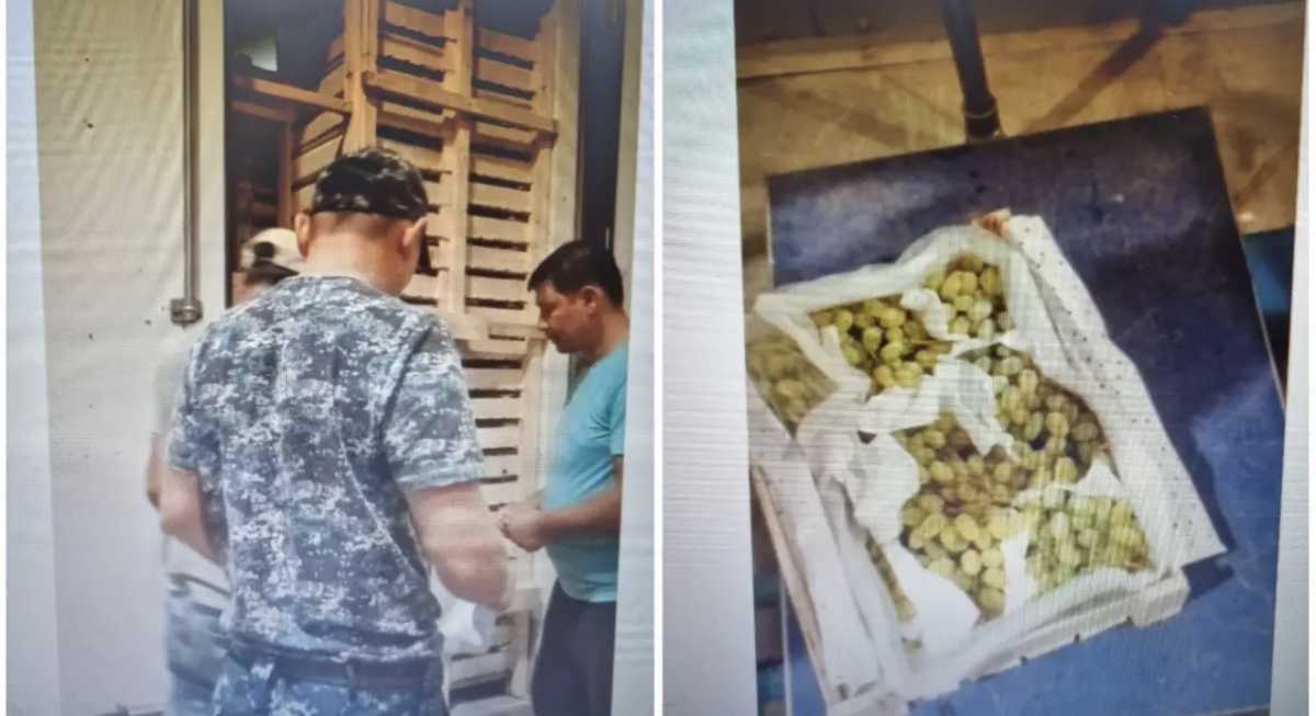 Контрабандный виноград пытались ввезти в Казахстан