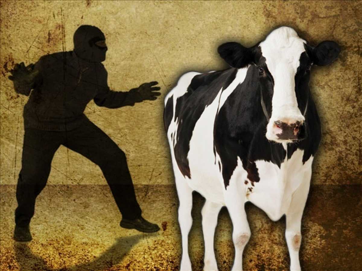 Кражу крупного рогатого скота  на полмиллиона тенге раскрыли акмолинские полицейские
