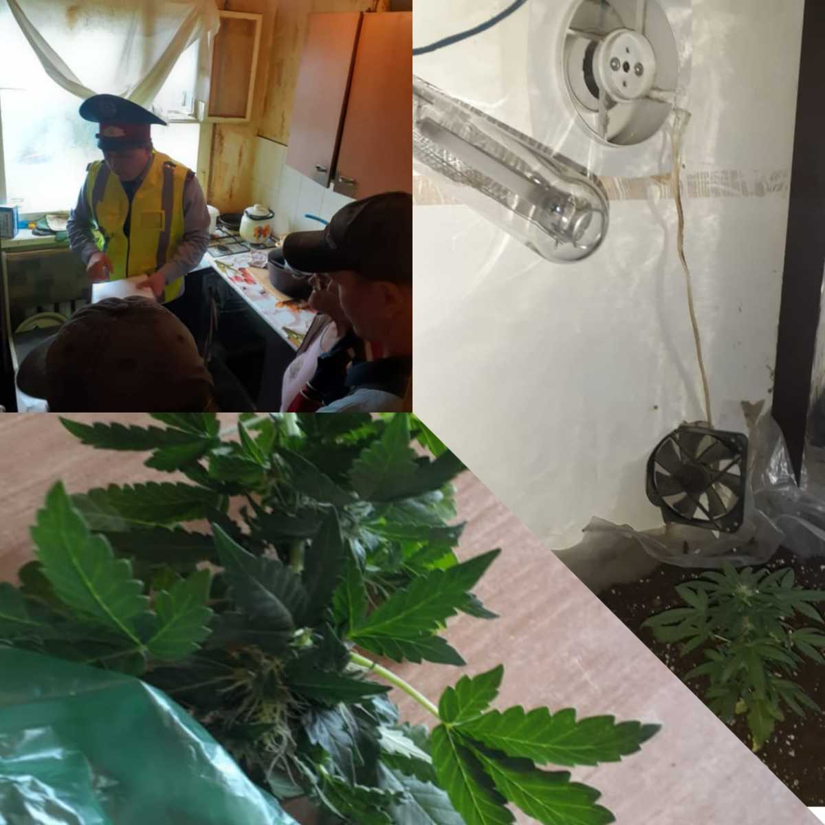 60-летняя жительница Степногорска выращивала коноплю в квартире