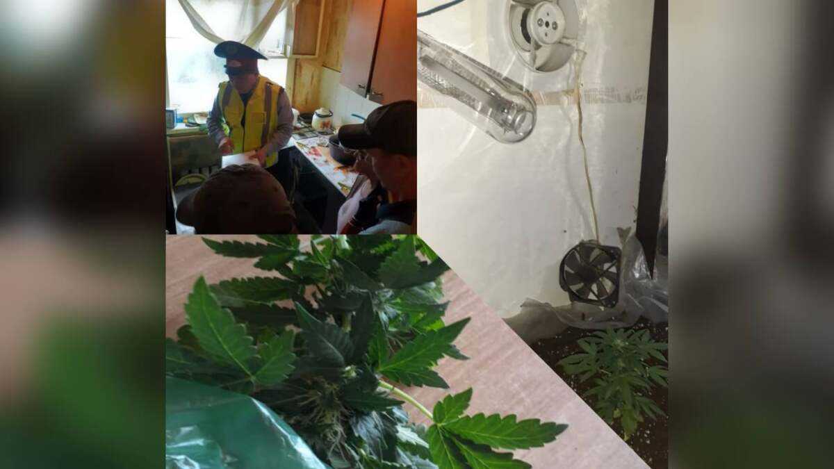60-летняя жительница Акмолинской области выращивала коноплю у себя в квартире