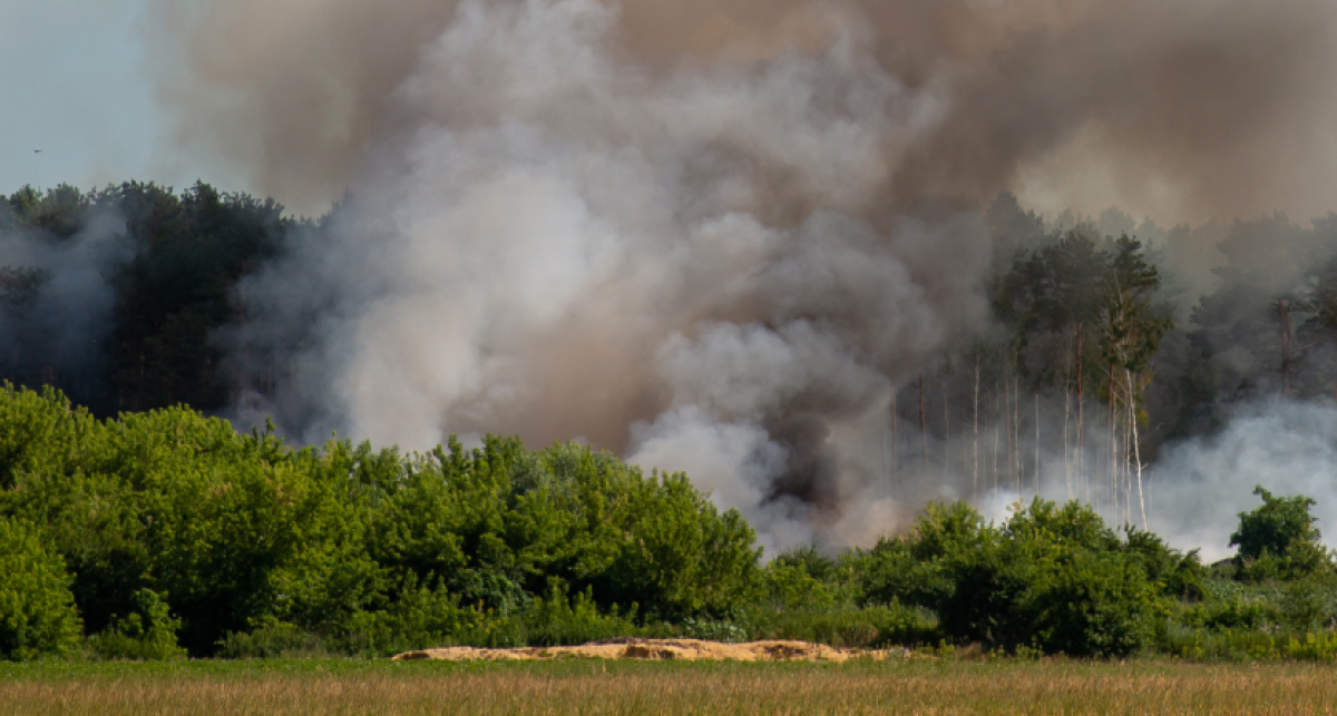 Пожары в Костанайской области: задержан глава лесхоза