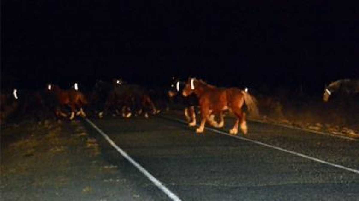 Полицейские Меркенского района раздали владельцам скота более 150 светоотражающих лент