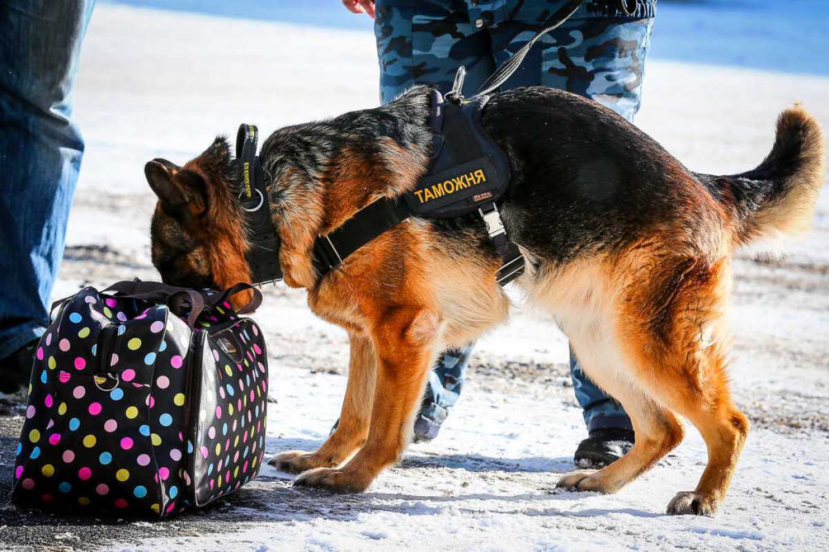 В Туркестанской области служебная собака обнаружила наркотики у иностранки