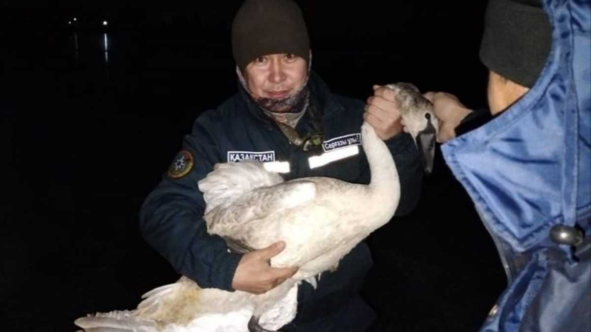 Замёрзло крыло: в Актобе спасли погибающего на реке лебедя