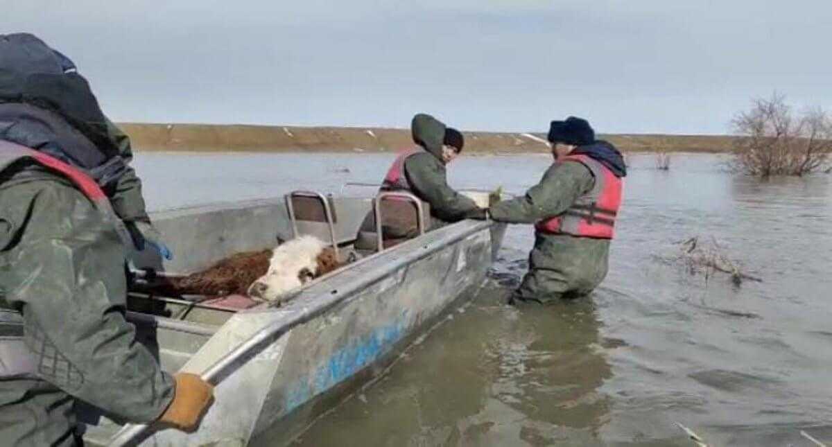 Домашний скот эвакуировали на лодках в Актюбинской области