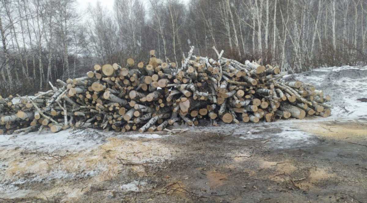 20 кубометров древесины незаконно вырубили в нацпарке «Бурабай»