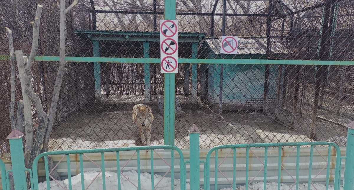 Волк укусил ребёнка в зоопарке Усть-Каменогорска