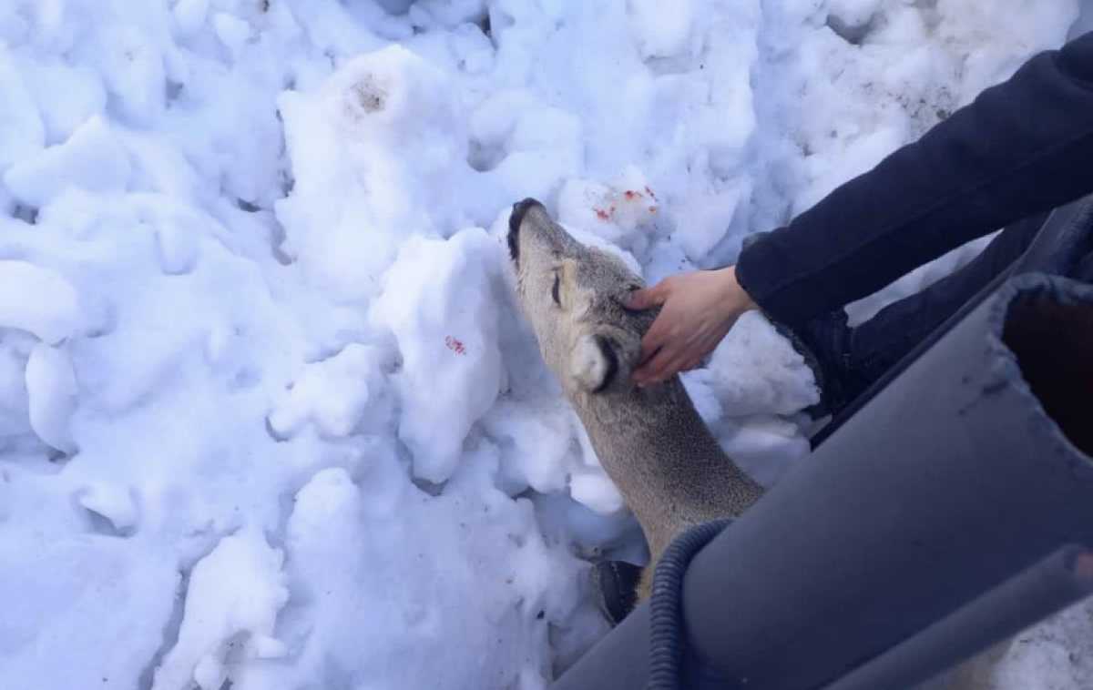 Забежавшую в город косулю спасли костанайские полицейские