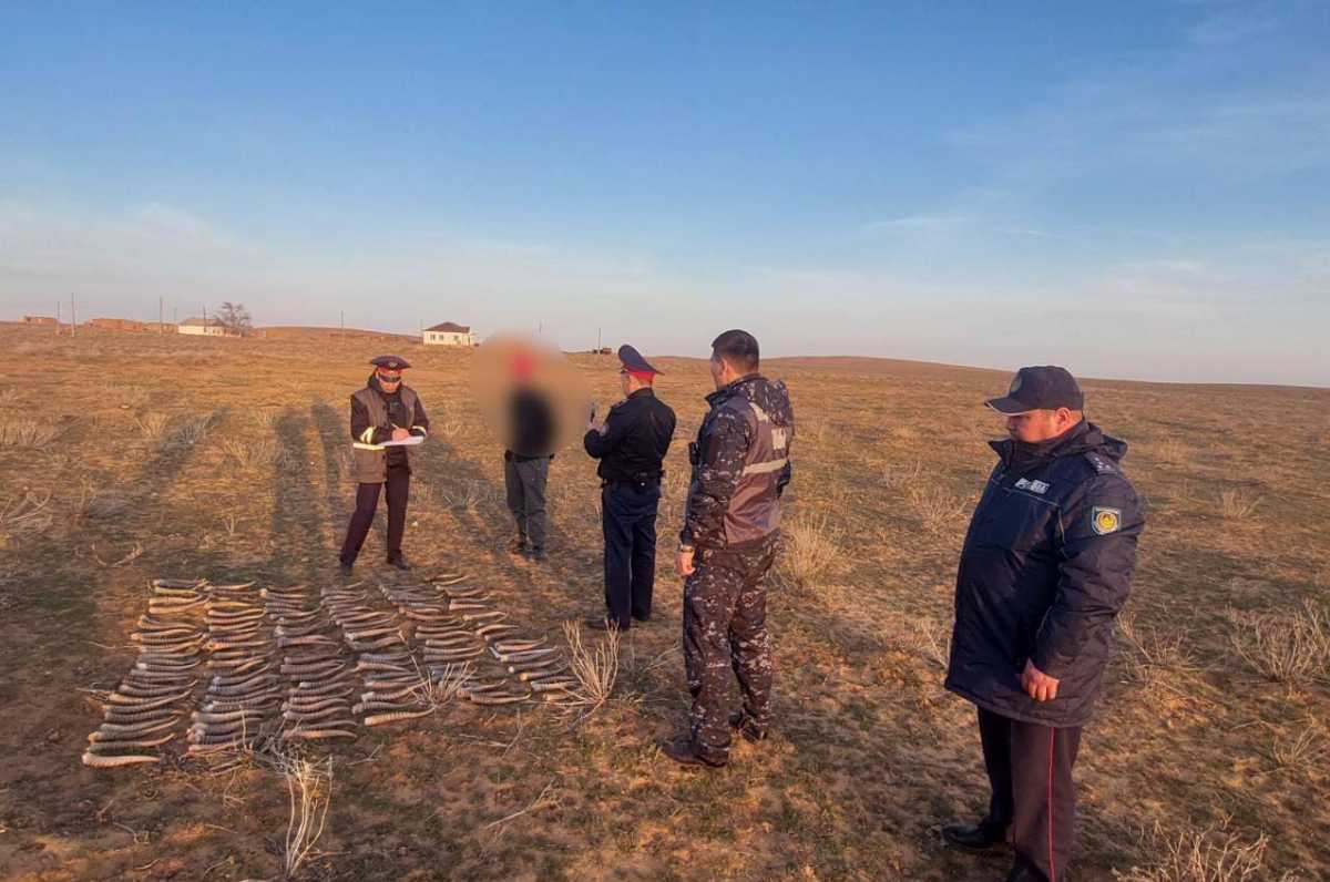 Более 130 рогов сайги изъяли в Атырауской области