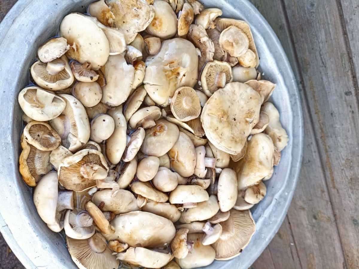 Минфин разъяснил налог на грибы и дикие растения: Речь идет не о простых гражданах