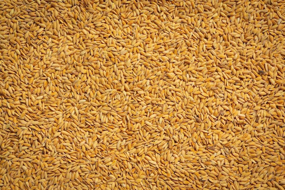 30 тонн российской пшеницы пытались незаконно ввезти в Казахстан