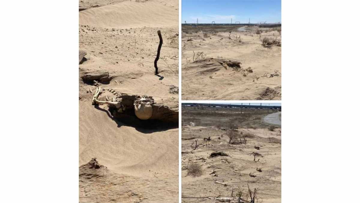 В Кызылординской области обнаружили человеческие останки