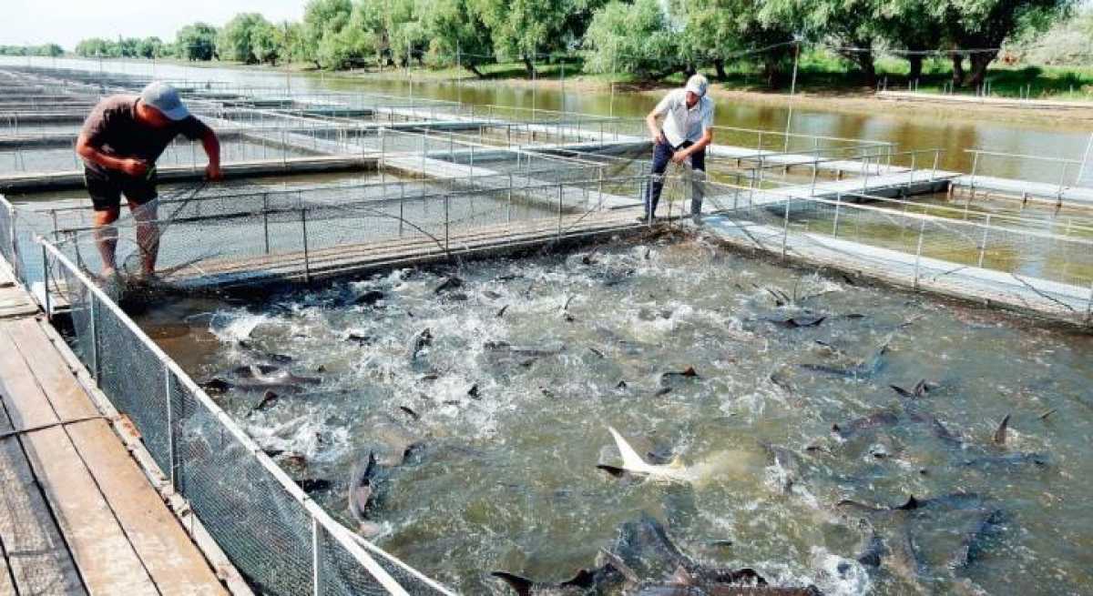 Развитие рыбной отрасли и лесопользование раскритиковал аким СКО