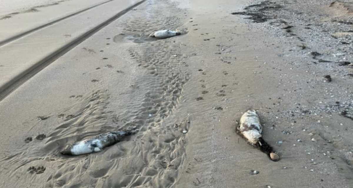 На побережье Каспия нашли мёртвых тюленей и осетров