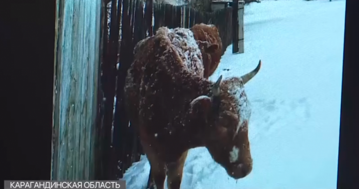 Казахстанская корова попала на страницу мирового модного издания