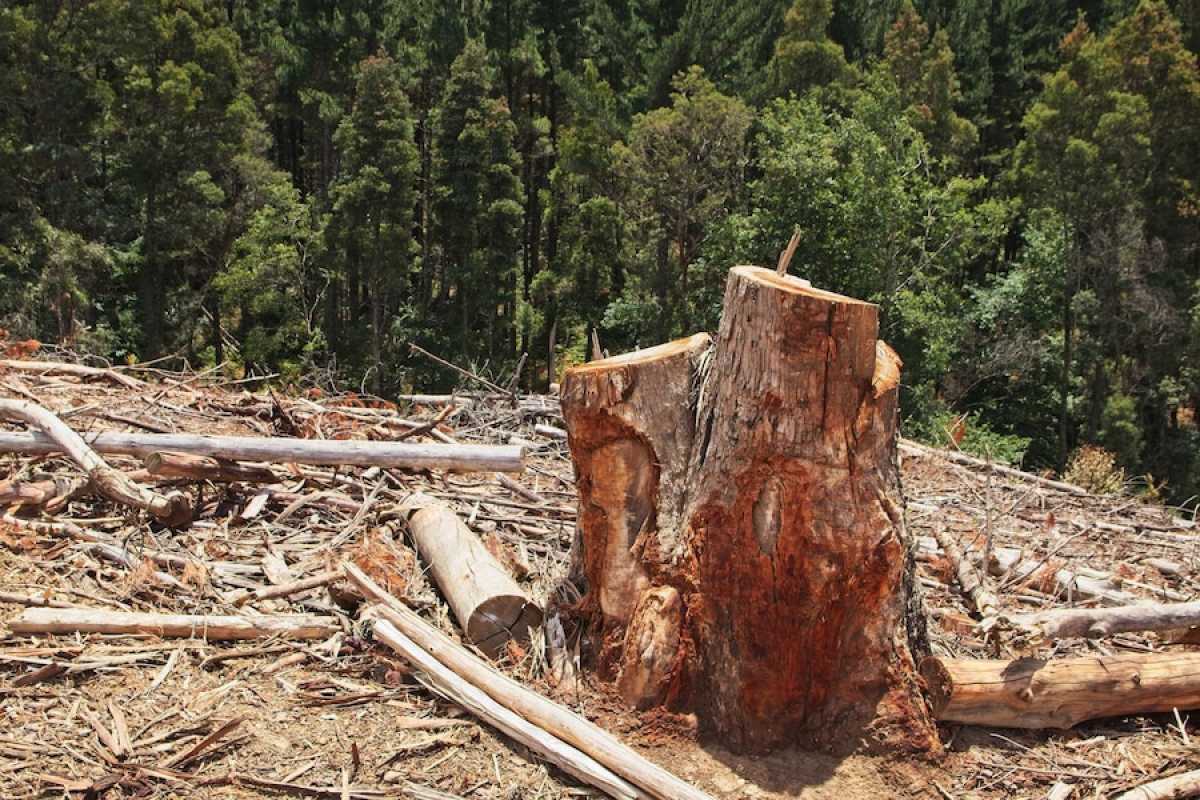 В Актобе незаконно вырубили более двухсот деревьев