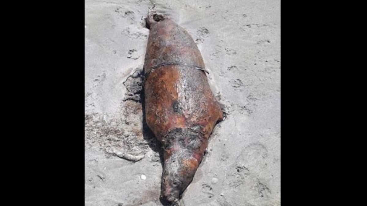 Массовая гибель тюленей в Актау - выдвинуты версии