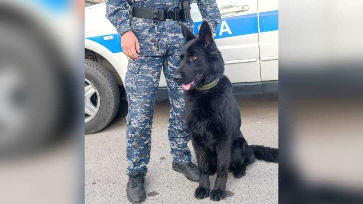 В Талдыкоргане служебно-розыскная собака помогла раскрыть кражу
