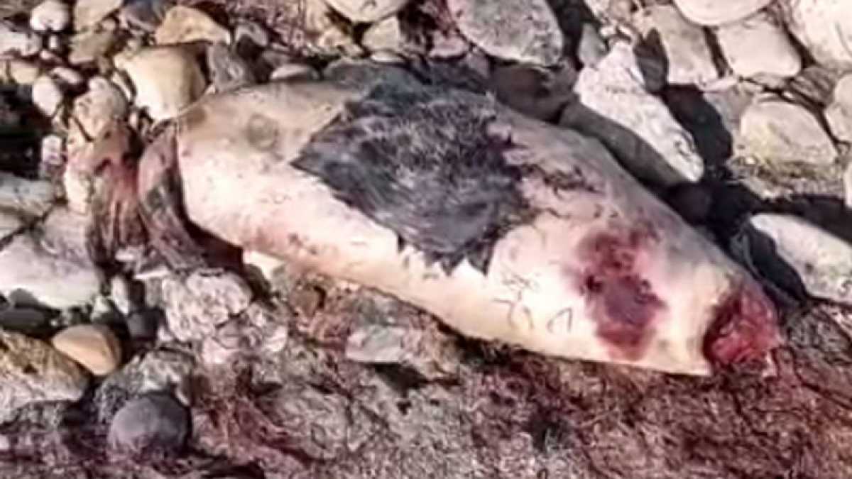 Очередного мертвого тюленя нашли на берегу Каспия