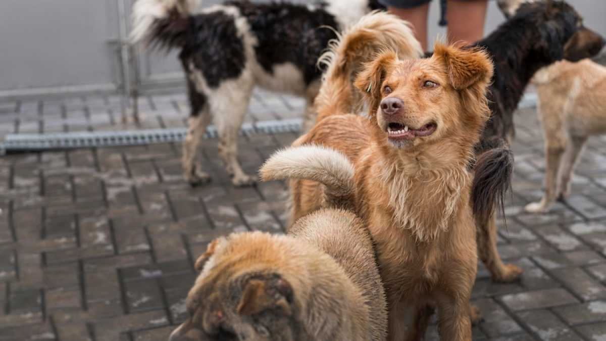 «Собак продолжают убивать» - зоозащитники Тараза