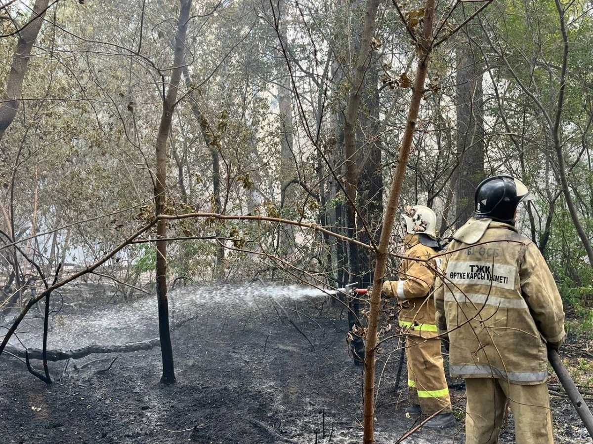 Более 600 человек тушат крупный лесной пожар в Абайской области