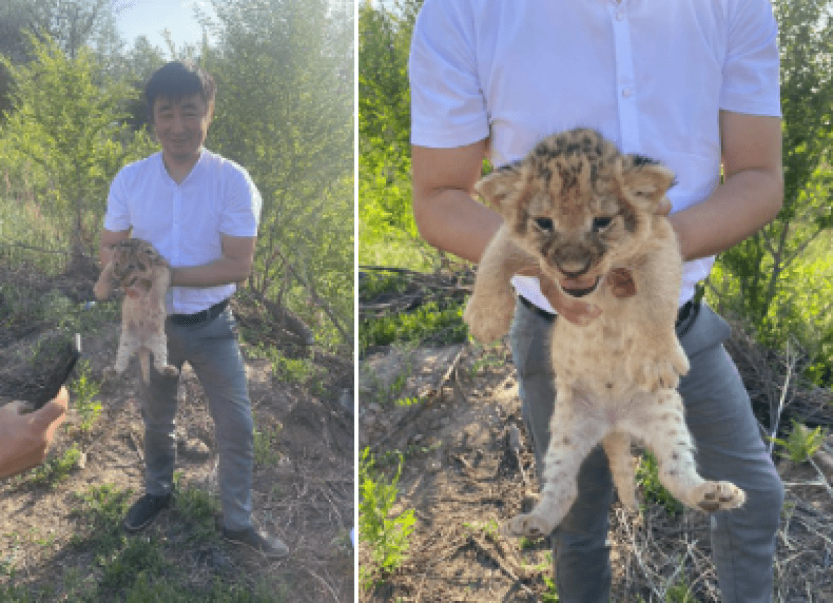 Злоумышленники попытались продать двух львят из зоопарка Караганды