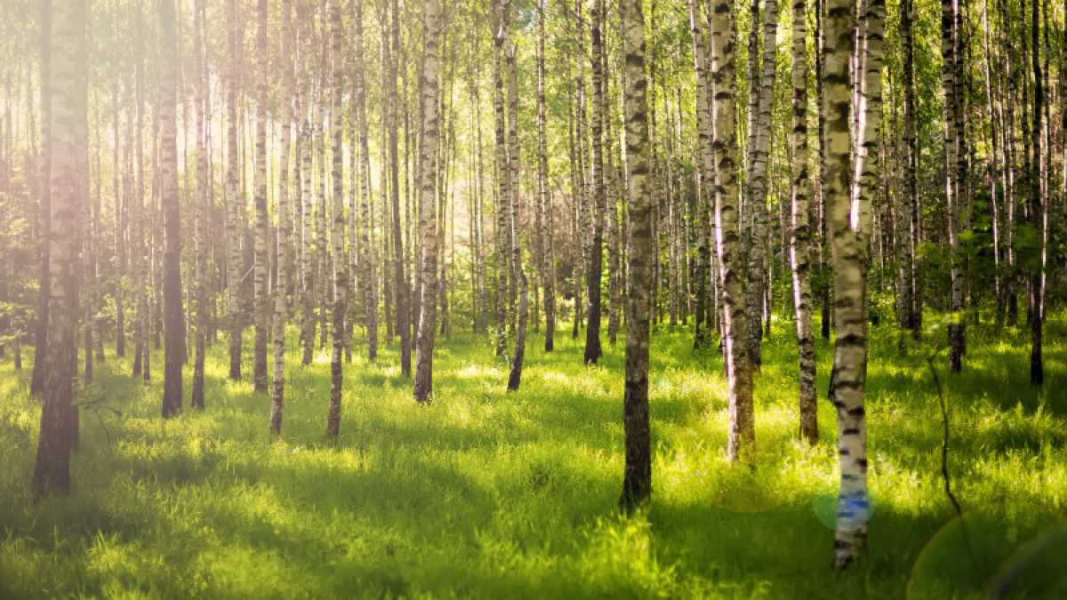Круглосуточный запрет на посещение леса ввели в Талдыкоргане