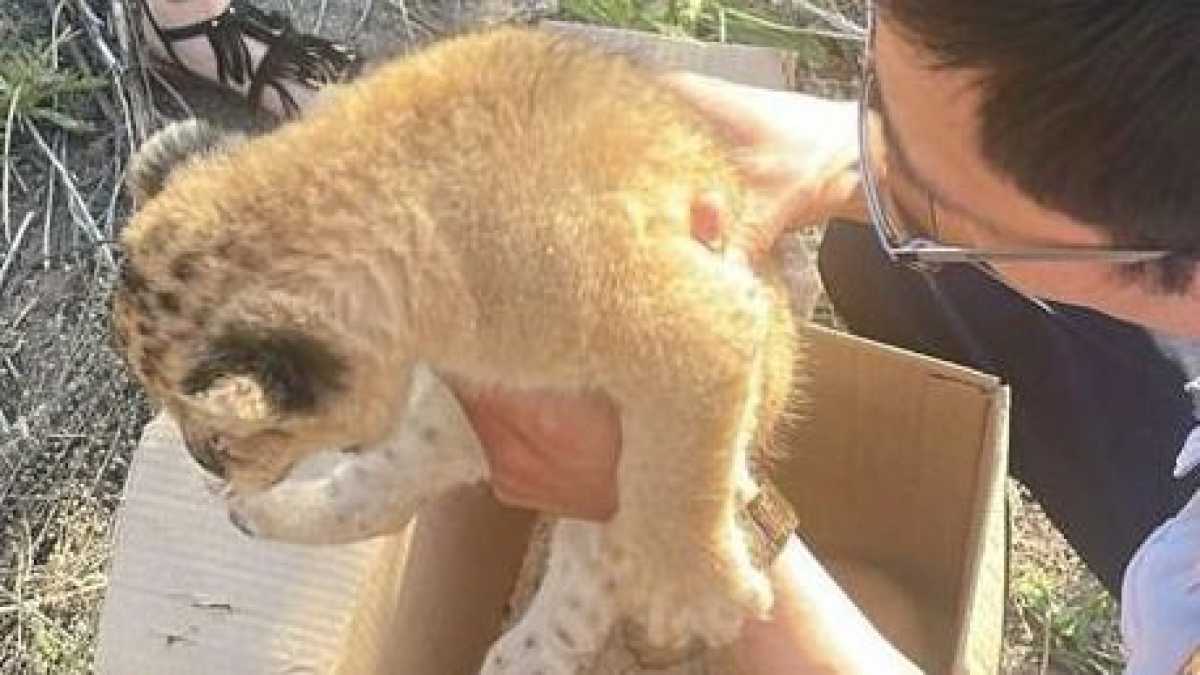 В Караганде сотрудники зоопарка пытались продать львят