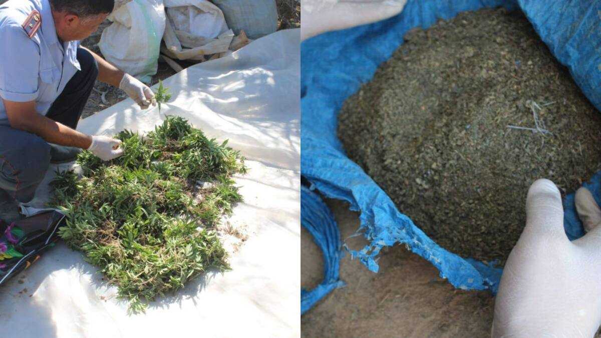 Крупный наркопосев выявили в Кызылорде