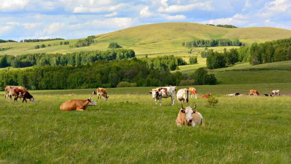 3500 га пастбищных земель вернула прокуратура Алматинской области