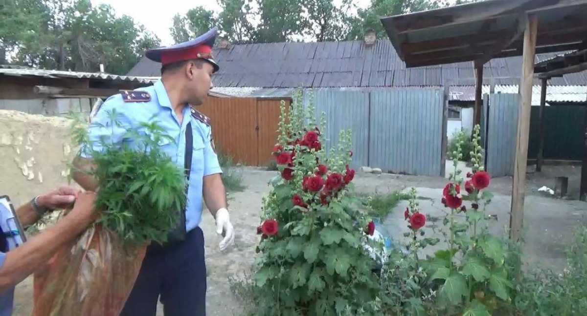 В Жетысуской области незаконно культивировали наркорастения