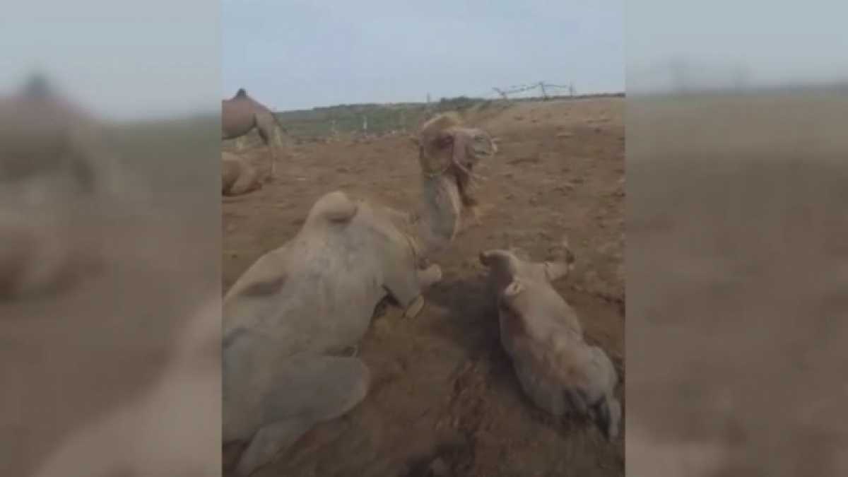 В Атырауской области ядовитые каракурты кусают людей и животных