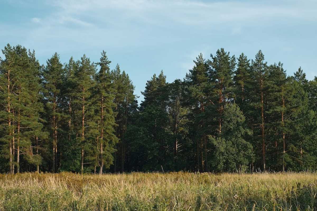 Жителям Улытауской области могут запретить входить в лес