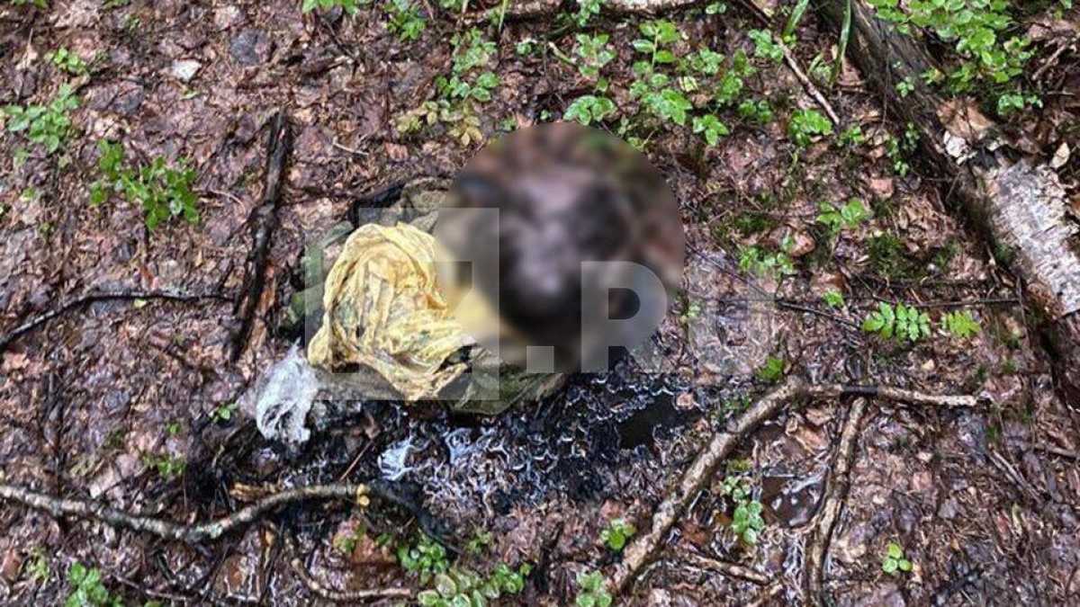 Мужчина нашел в лесу горящий пакет с человеческой головой